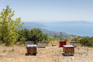 Otok meda slavi 150 godina pčelarstva i organizira 1. BeeWell Šolta Fest