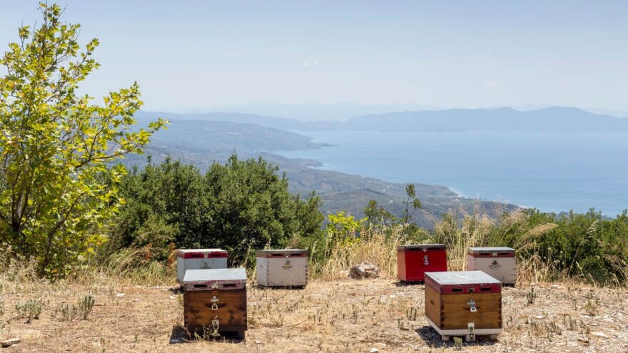 Otok meda slavi 150 godina pčelarstva i organizira 1. BeeWell Šolta Fest