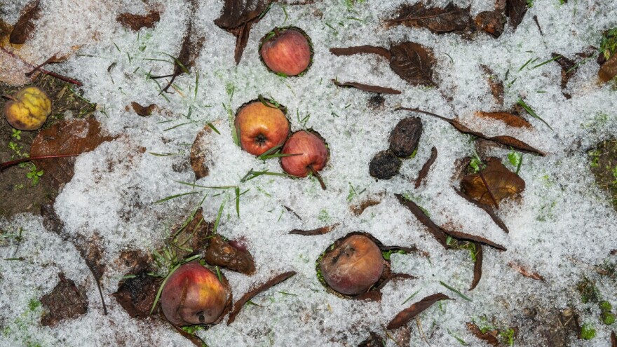 Očekujte snijeg u Bosni: Ko nije sredio voćnjak neka požuri, štetočine su aktivne