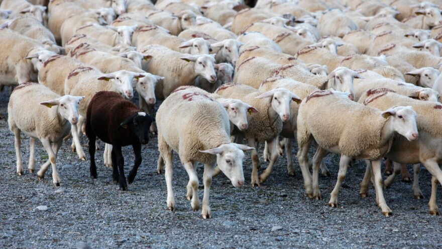 Prvi slučaj bolesti plavog jezika potvrđen u Francuskoj