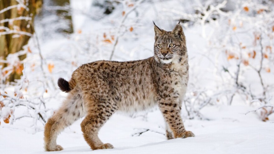 Tajanstveni samotnjak šuma - zašto se kaže "besan kao ris"?