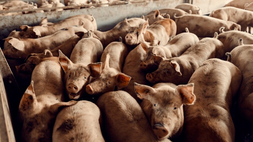Otkup tovnih svinja i po 175 din/kg, telad do 800 din/kg