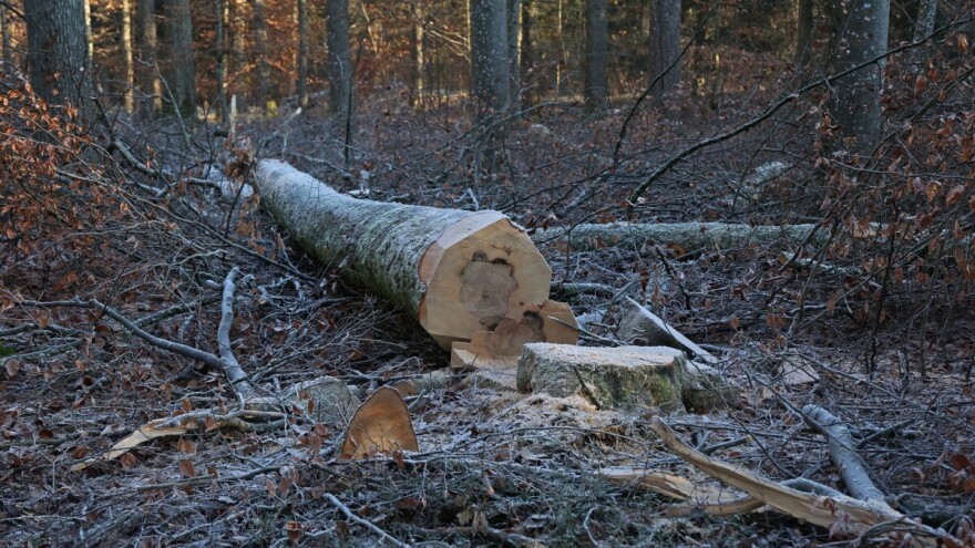 Policija traži lopova: U tuđoj šumi posjekao devet stabala