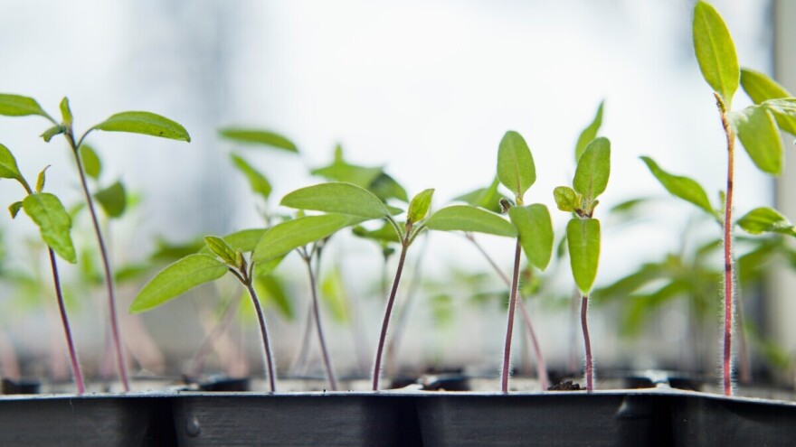 Zašto dolazi do izduživanja rasada, kada i kako reagovati?