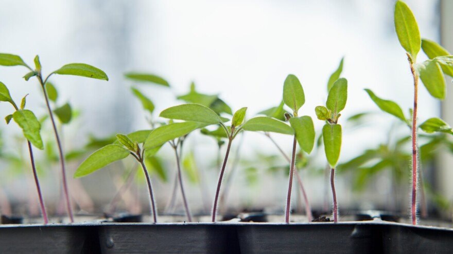Zašto dolazi do izduživanja rasada, kada i kako reagirati?