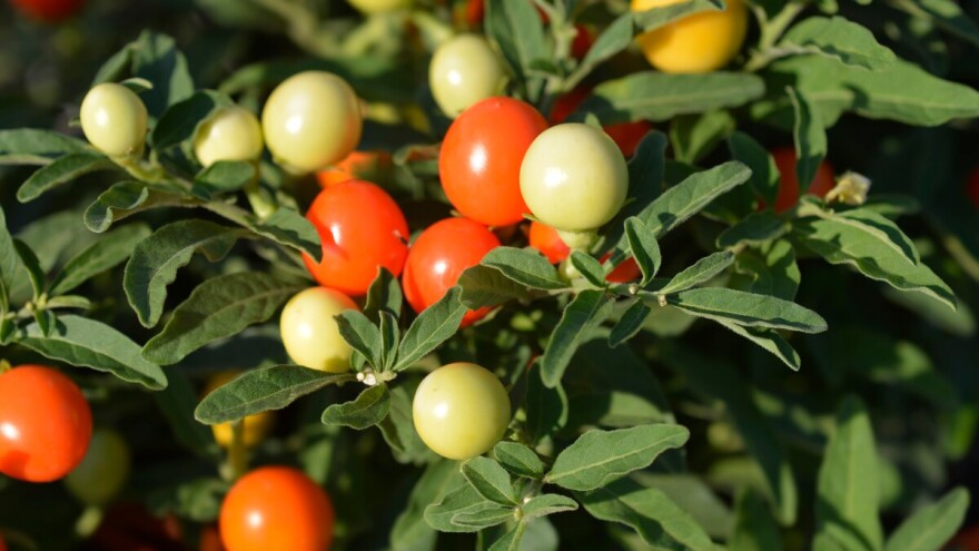 Jeruzalemska trešnja