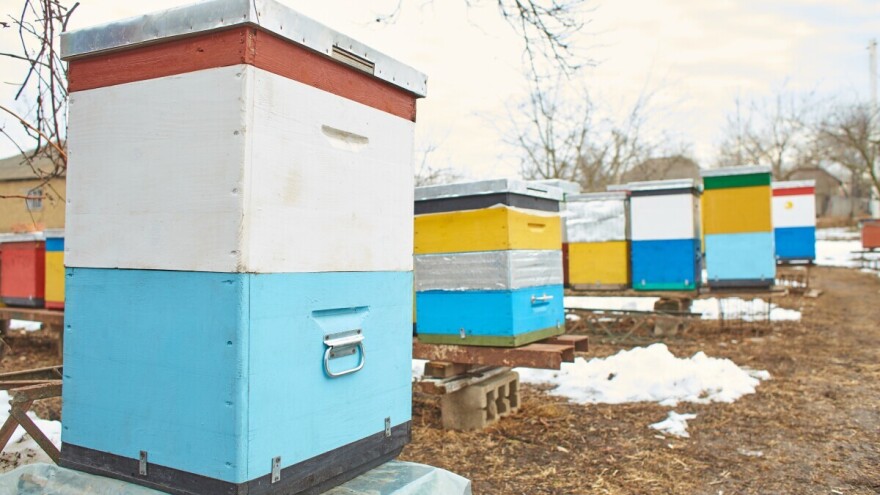Iz dosade, bahatosti? Nepoznati počinilac otvorio 37 košnica, uginule sve pčele