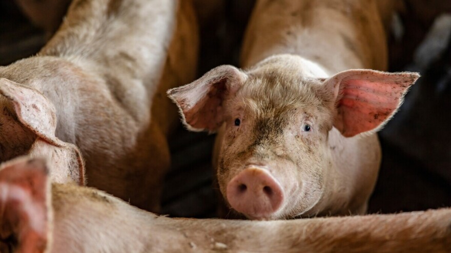 Potvrđen drugi slučaj afričke svinjske kuge u Hrvatskoj nedaleko od bh. granice
