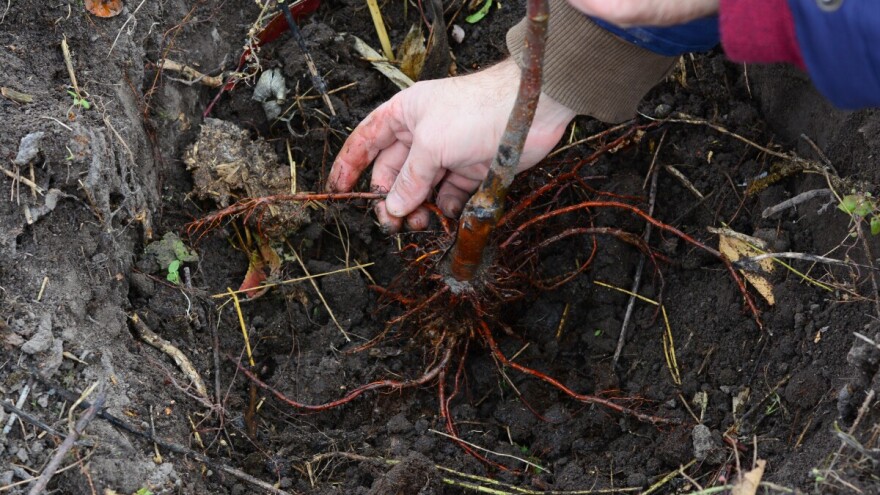 Zašto je bolje voćke saditi u ranu jesen nego u proleće?
