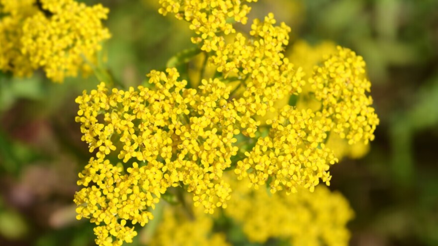 Do nikla će se dolaziti fitorudarenjem biljaka iz porodice gorušica?
