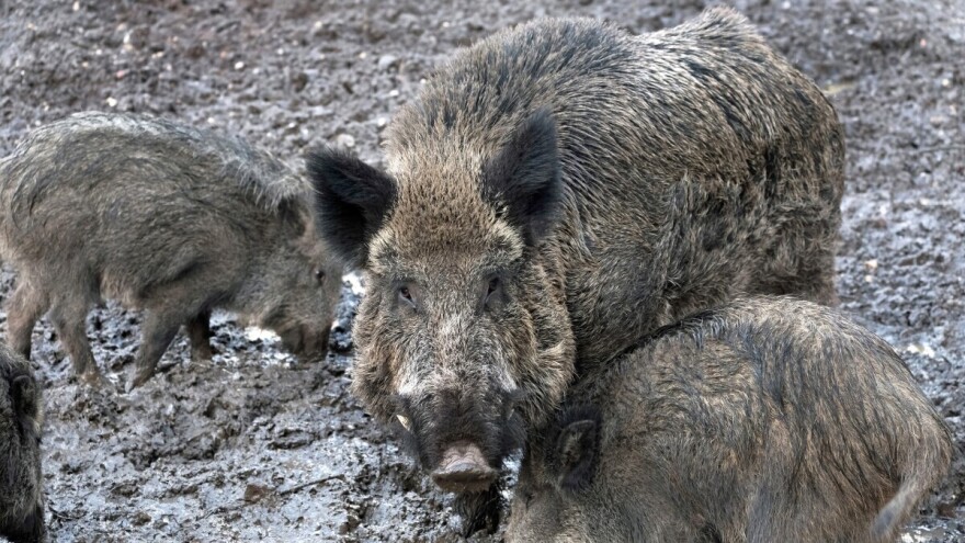 Španski slučaj afričke svinjske kuge pokazuje do sada neviđene mutacije