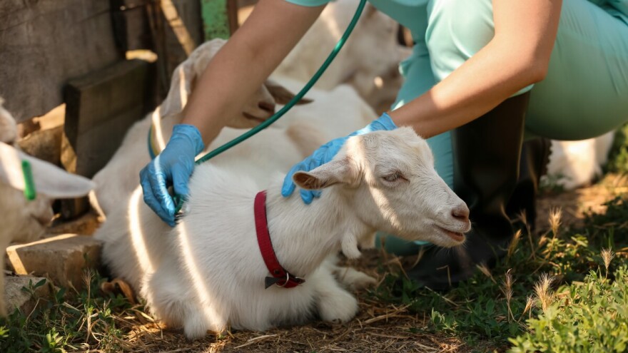 Boginje koza - najčešće obolevaju mlade životinje i one pod stresom