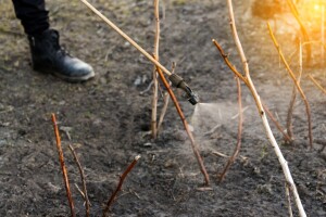 Kojim preparatima obaviti jesensku zaštitu maline, pogodnima i za eko proizvodnju?