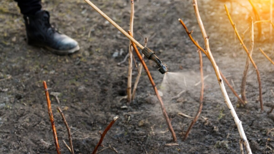 Kojim preparatima obaviti jesensku zaštitu maline, pogodnima i za eko proizvodnju?