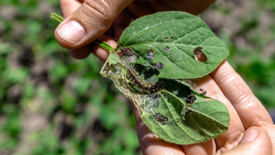 Uočena gusjenica stričkovog šarenjaka, dvije su opasne: Mogu "obrstiti" biljku do kraja