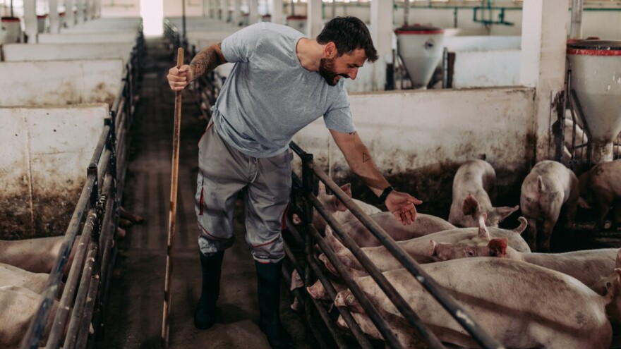 Izdvojeno 100 miliona dinara za mlade koji žele da se bave stočarstvom