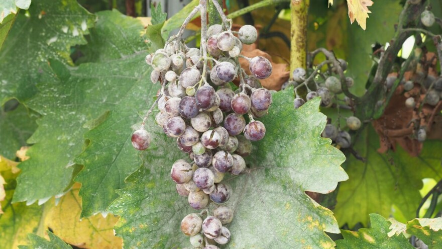 Pepelnica vinove loze posebno pogađa osetljive sorte. Kako je suzbijati u avgustu?