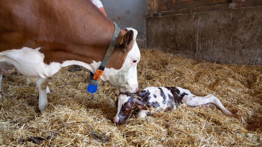 Ako se period između teljenja poboljša za 10 odsto, za toliko će rasti i broj teladi