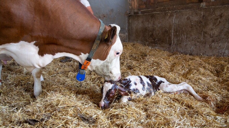 Ako se doba između teljenja poboljša za 10 posto, za toliko će rasti i broj teladi