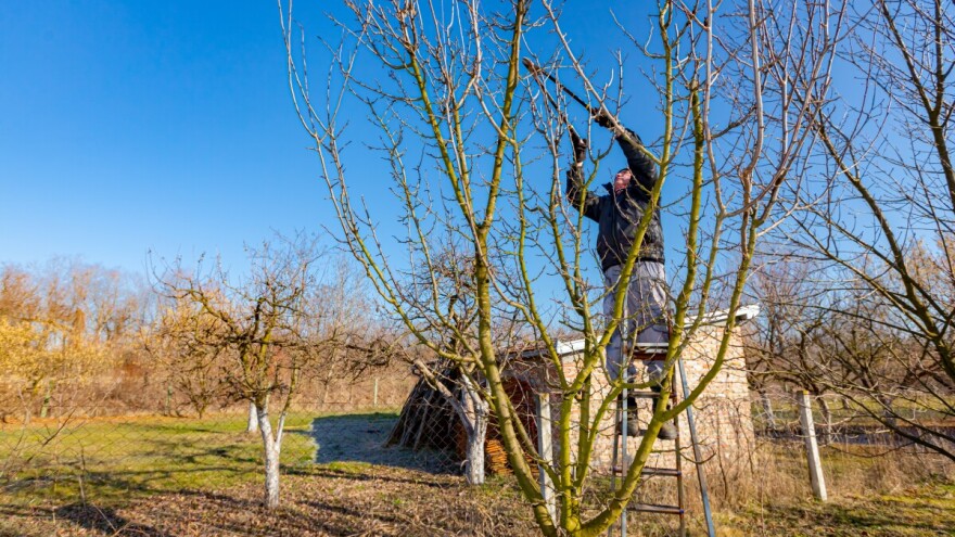 Kasna jesen u voćnjaku: Koje poslove treba obaviti?