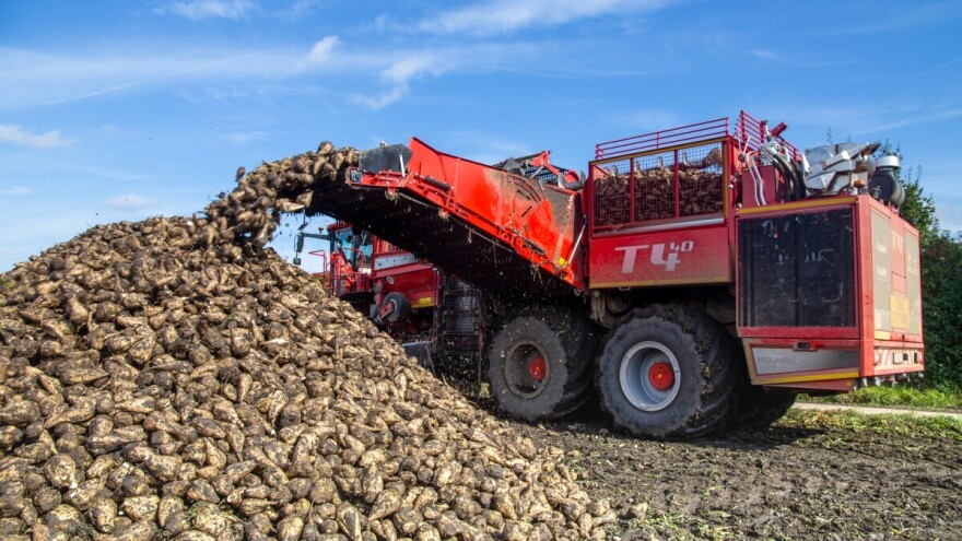 Proizvodnja šećerne repe raste u jednoj evropskoj zemlji - koliki im je prinos?