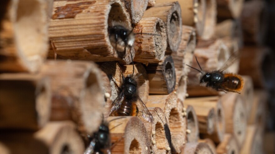 Spas za voćare: Solitarne pčele i do 100 puta efikasnije od medonosnih