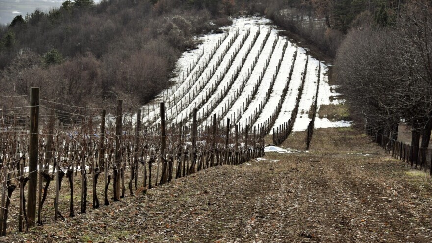 Zimsko mirovanje vinove loze - šta treba znati?