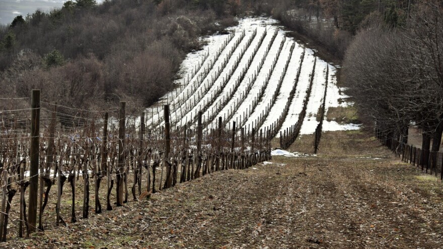 Zimsko mirovanje vinove loze - šta treba znati?