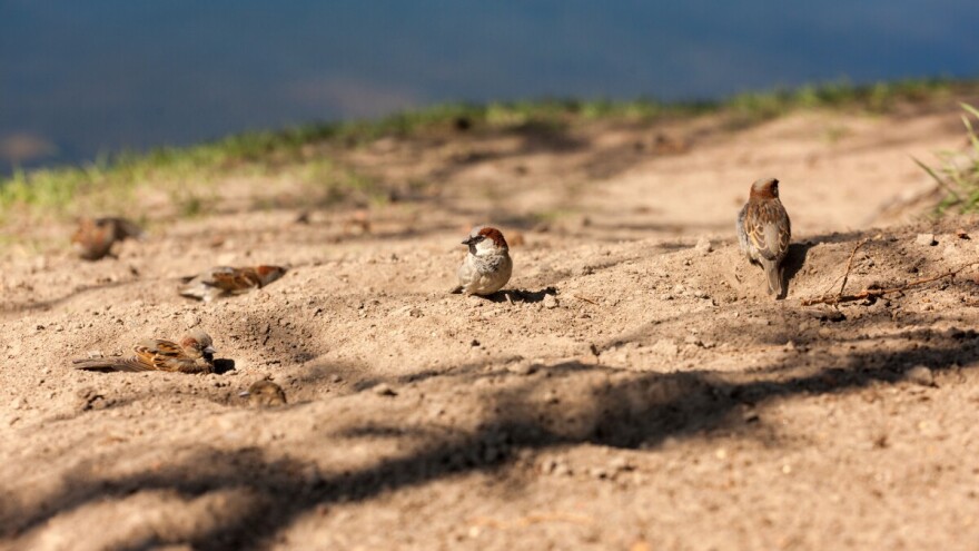 Ako se vrapci krajem oktobra prpušaju po zemlji, bit će oštra zima