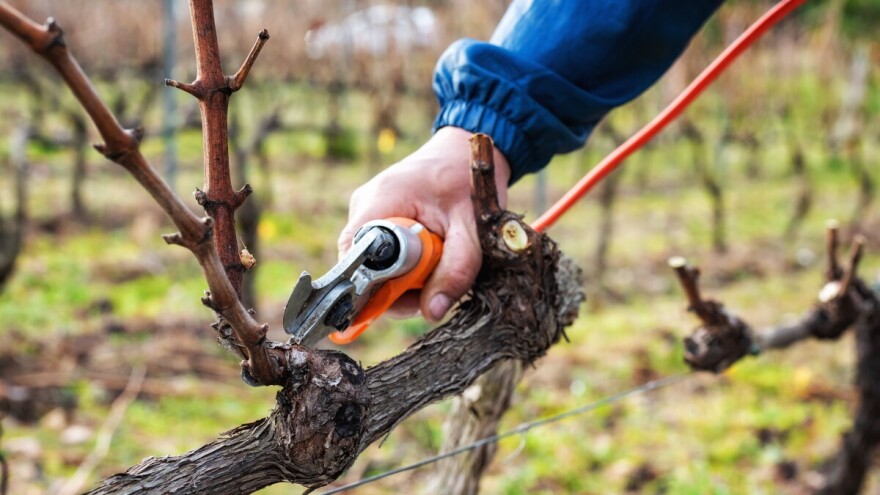 Ako ovog dana bude oblačno, godina će biti rodna. Orežite bar jedan čokot i zalijte ga vinom
