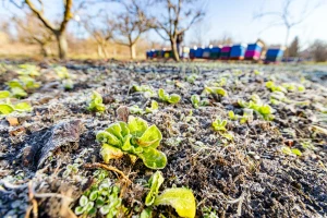Radovi u vrtu u januaru: Evo šta vrtlari ne bi smjeli preskočiti