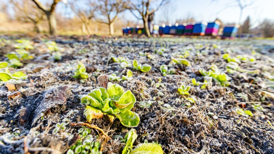 Radovi u vrtu u siječnju: Evo što vrtlari ne bi smjeli preskočiti