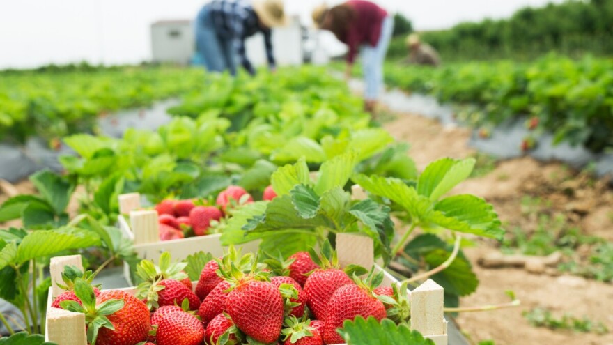 Jagode iz zatvora? Da! Ali i kukuruz, rakije i tovljenici