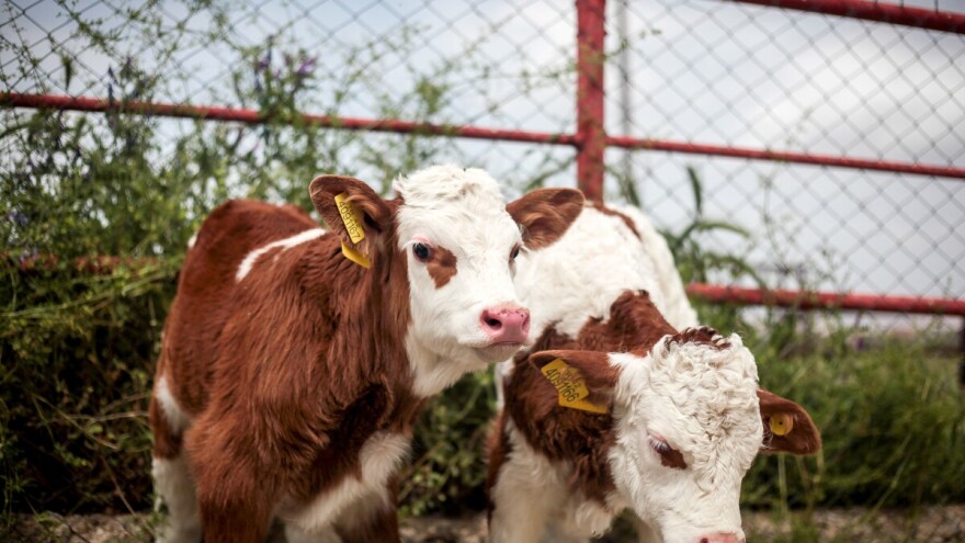 Cena teladi dostigla rekordnih 940 din/kg