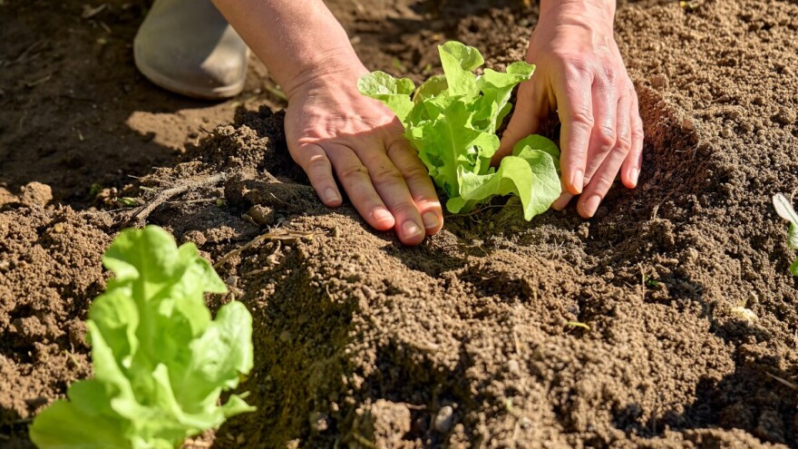 Što sijati i saditi u natprosječno toplom i suhom rujnu?