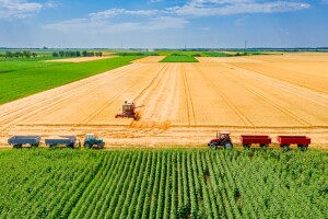Kakvo je stanje na tržištu žitarica i uljarica?