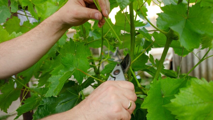 Prekraćivanje zelenih lastara i prorjeđivanje bobica - za bolji kvalitet grožđa