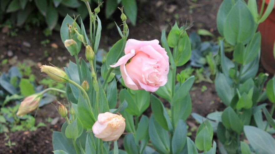 Neizostavni su u cvjetnim aranžmanima, a kakvu njegu vole lisiantusi?