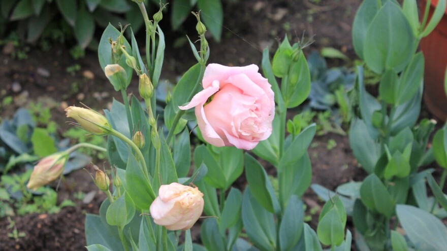 Neizostavni su u cvetnim aranžmanima, a kakvu negu vole lizijantusi?