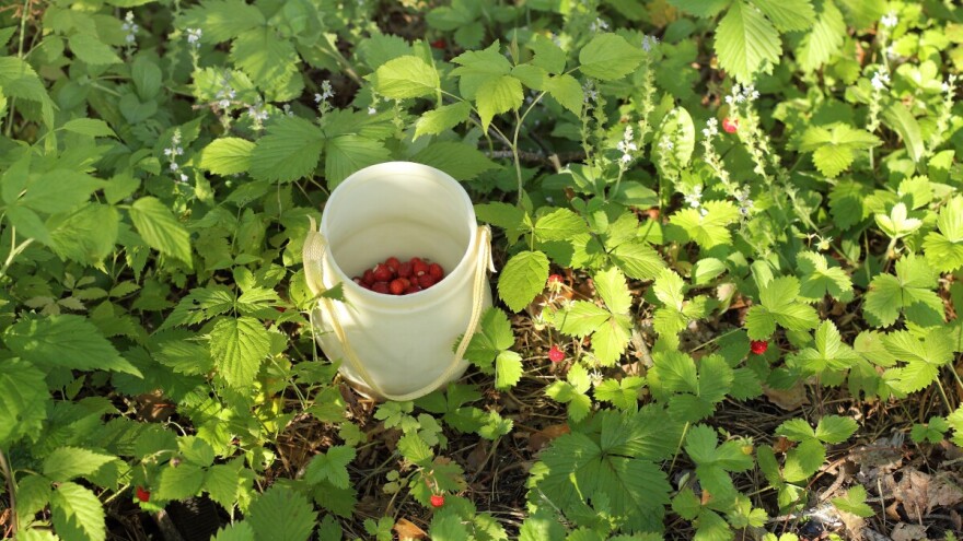 U šumi gotovo nema jagoda i borovnica: "Ušli smo s kantama, izašli s pola kilograma"