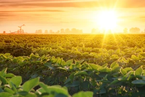 Alarm za planetu: Prošla godina je najtoplija ikad zabeležena
