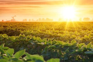 Alarm za planetu: Prošla je godina najtoplija ikad zabilježena