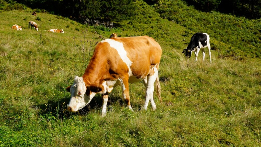 Ispašom protiv požara - kako preživari kontrolišu zapaljivu biomasu?