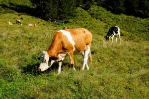 Ispašom protiv požara - kako preživači kontroliraju zapaljivu biomasu?