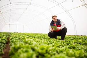 Salata brzo raste, ali i rizici: Evo na što treba obratiti pažnju!