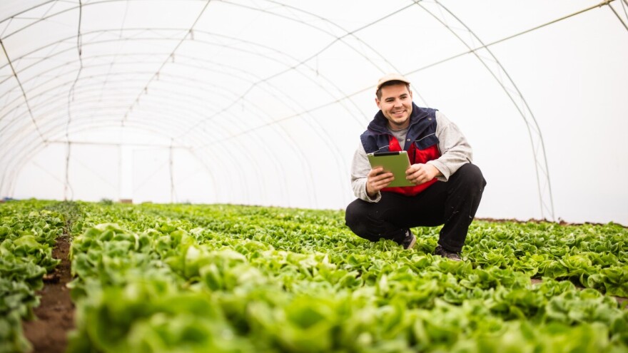 Salata brzo raste, ali i rizici: Evo na šta treba obratiti pažnju!