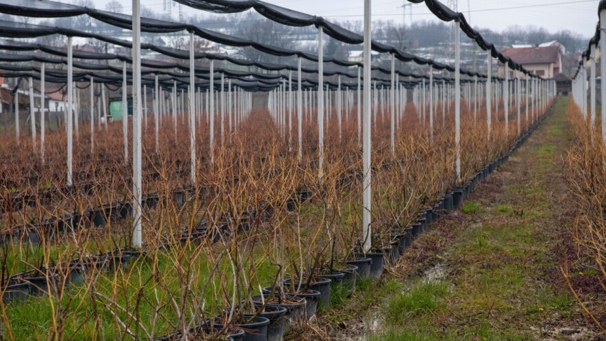 Vojvodina: "Nulta kontrola" pre učešća na konkursima za subvencije