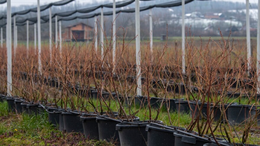 Uzgoj borovnica u kontejnerima - koje su prednosti i nedostaci?