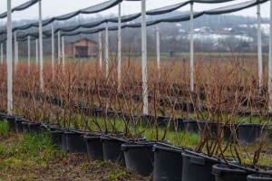 Uzgoj borovnica u kontejnerima - koje su prednosti i nedostaci?
