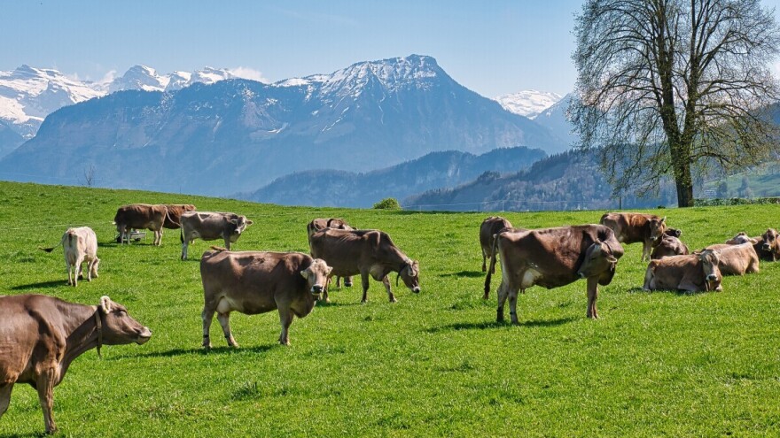 Zbog američkih carina na sir, Švicarska razmatra klanje 25.000 krava